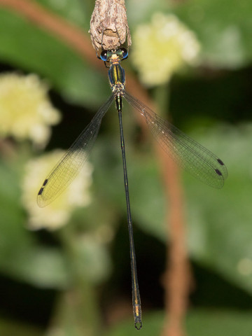 Forest Needle (Synlestes selysi)